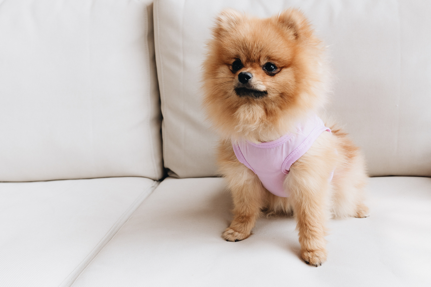 A Dressed Up Brown Pomeranian Dog 